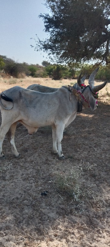 વઢીયારા બળદ વેચ...