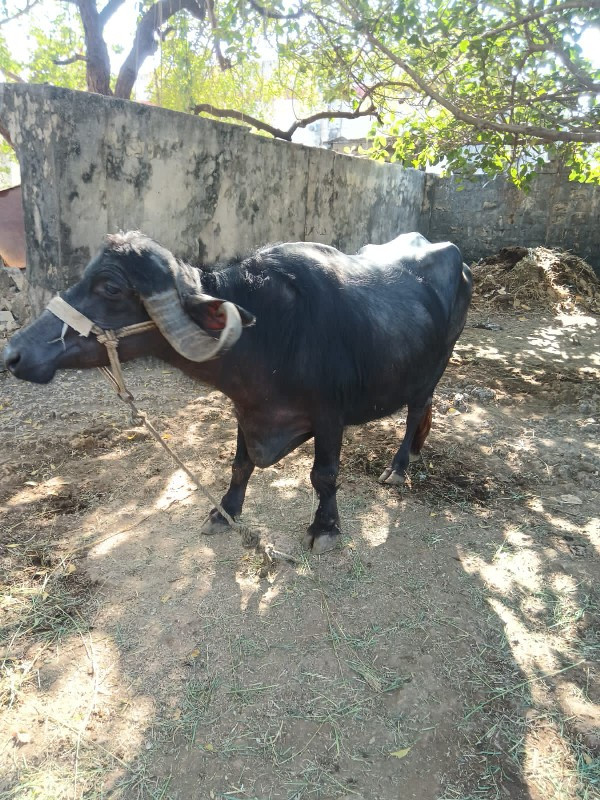 ભેસ વેસવા ની સે