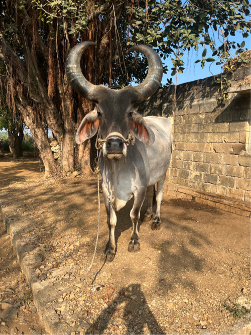 બળદ વેચવાનો છે