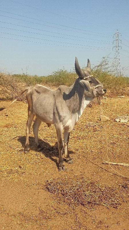 4 દાત થ્યૉ છે