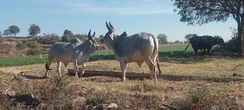 પરદેશી વઢીયારા...