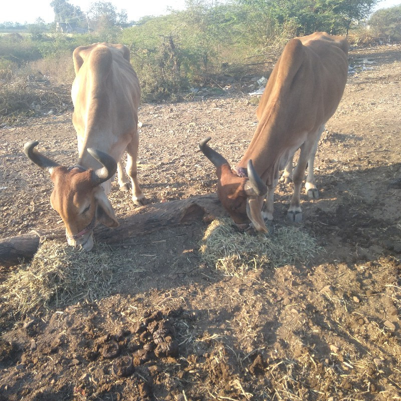 ભરત વેચવાનો છે