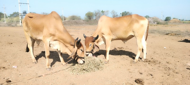 ગોધલા વેચવાના છ...