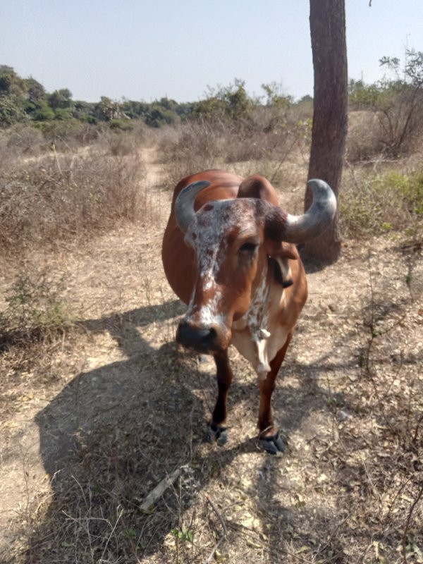 ગાય વેચવા ની છે