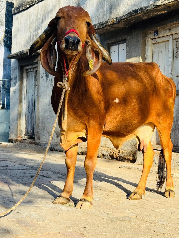 ગાય વેચવાની છે