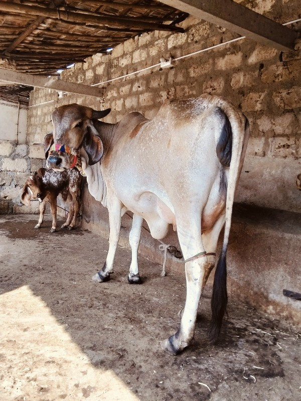 ગીર કોસ્ વોળકી...