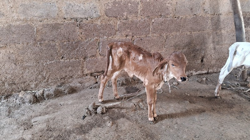 આ ગાય વેચવા ની...