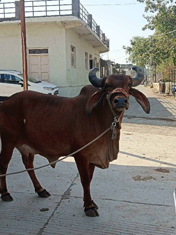 વેચવાની છે