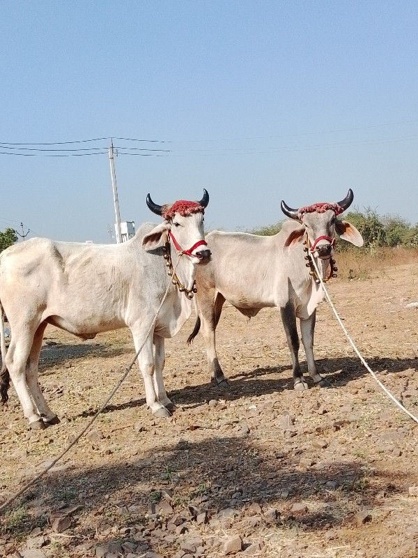 devbhumi Dwarka