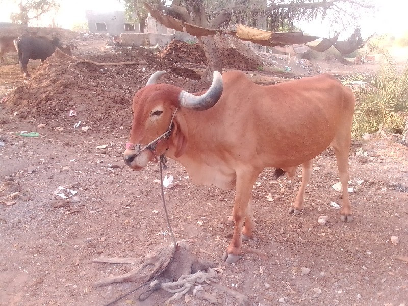 ગાડુ બળદ વેચવાન...