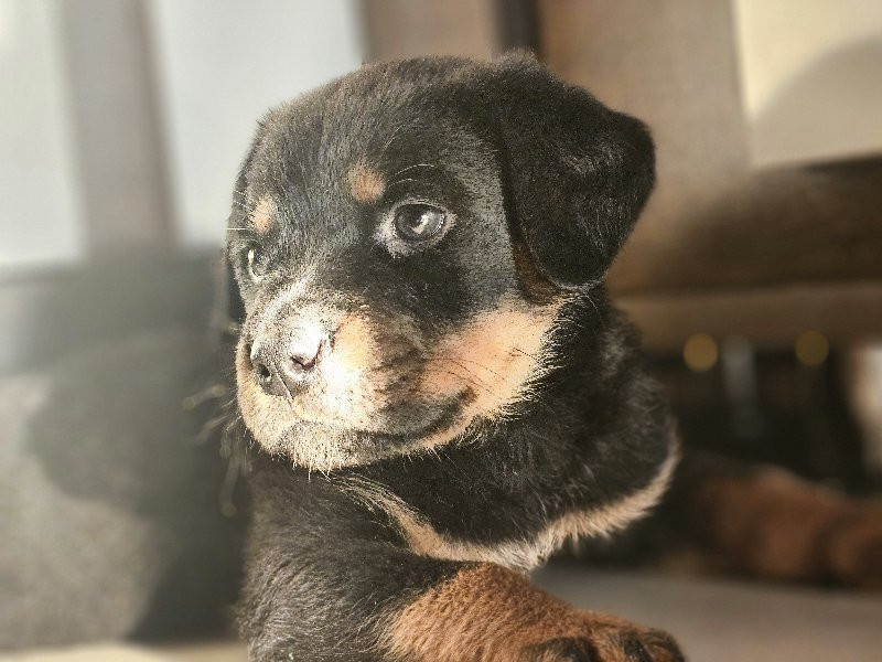 rottweiler pupp...