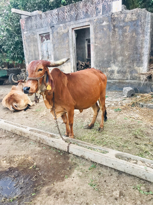 ગાય વેચવાની છે