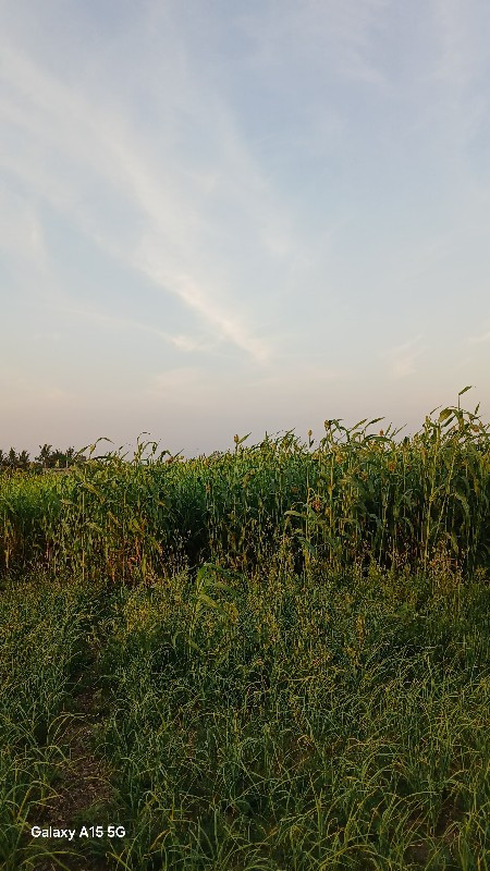 આ લીલું વેચવા ન...