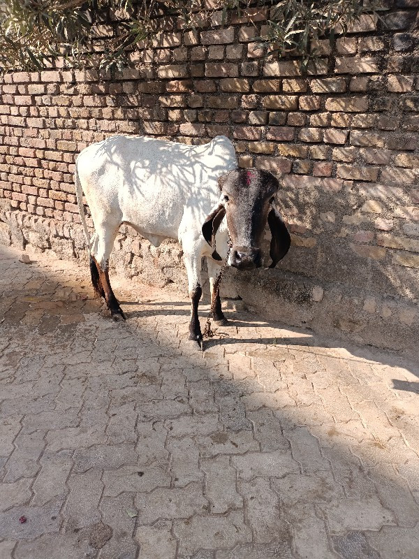 વાછડી વેચવાની છ...