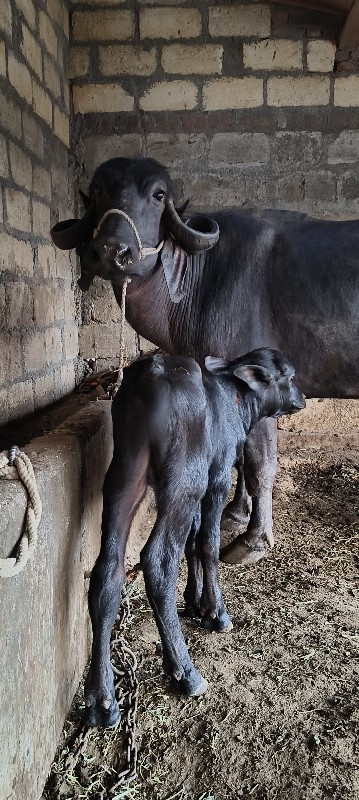 ખેડેલી વેશ વાની...