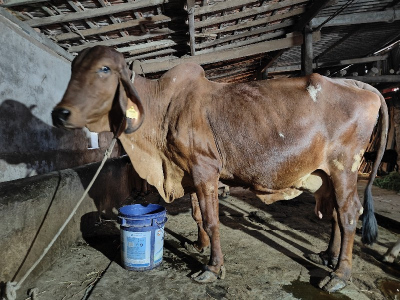 ગાય વેચવાની છે