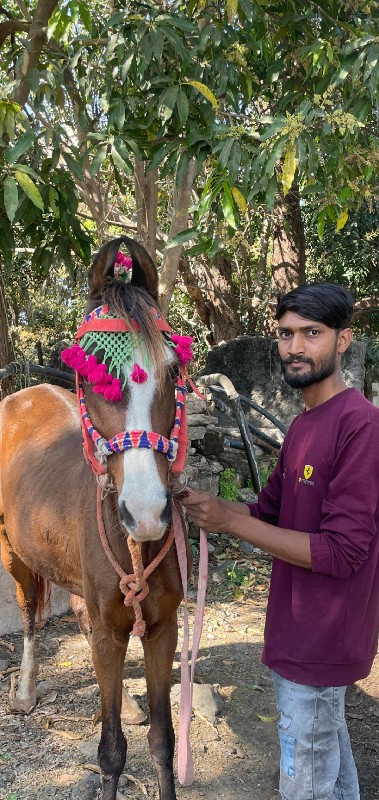 ધોડી વેચવાની છે