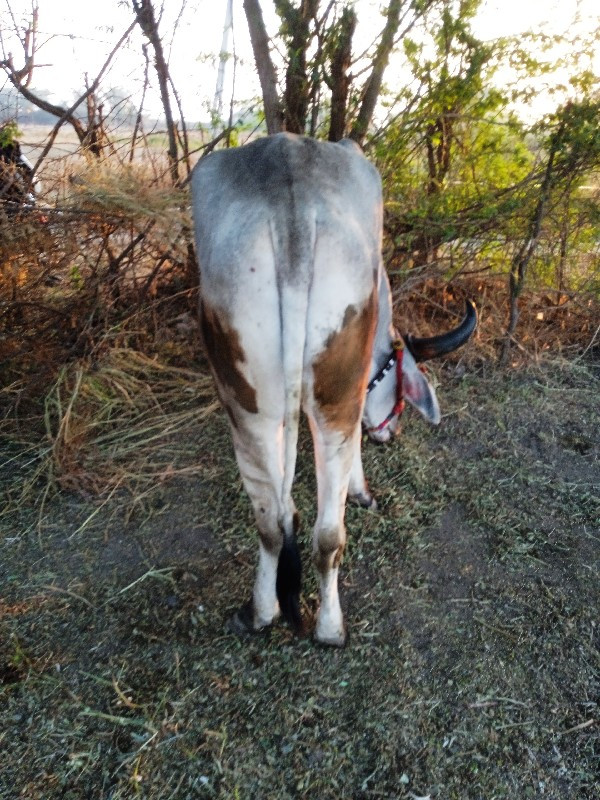 એક વાવણી વાવેલ...