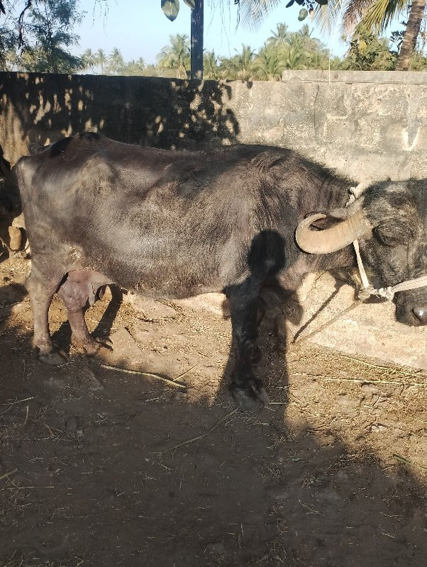 ૨ ભેંસો વેસ વાન...