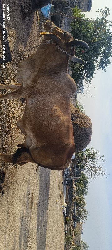 ગાય વેચવાની છે....