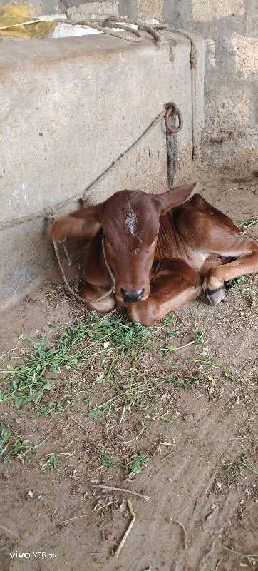 ગાય વેચવાની છે