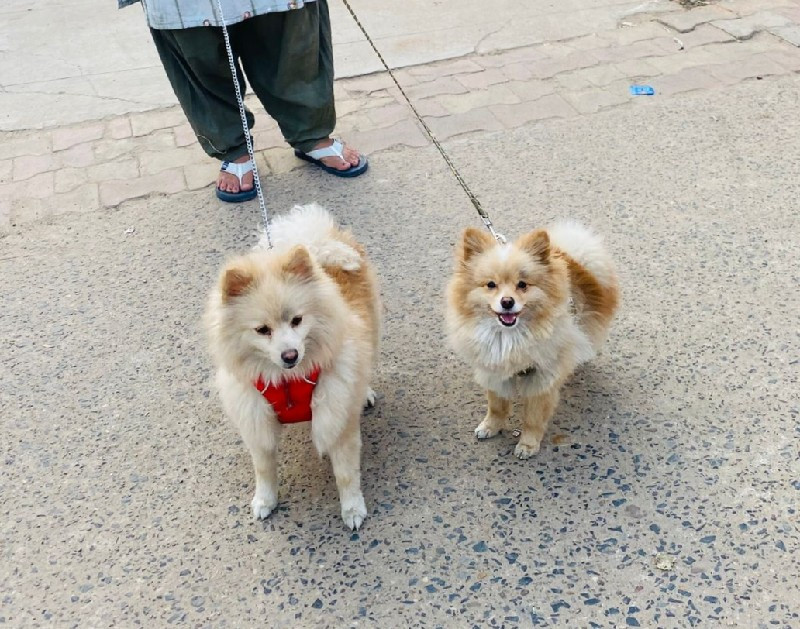 TOY POMERANIAN