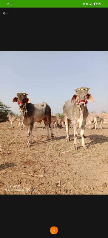 ગોઢલા વેચવાના છ...