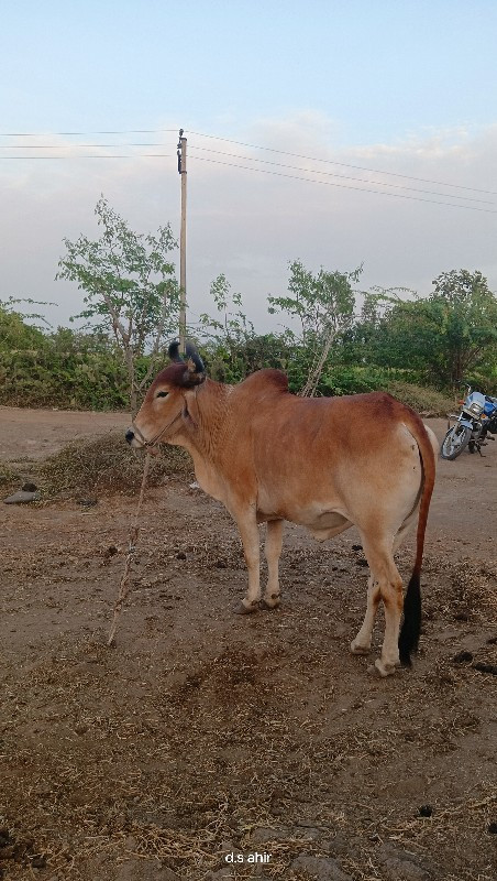 બળદ  વેચવાનો છે...