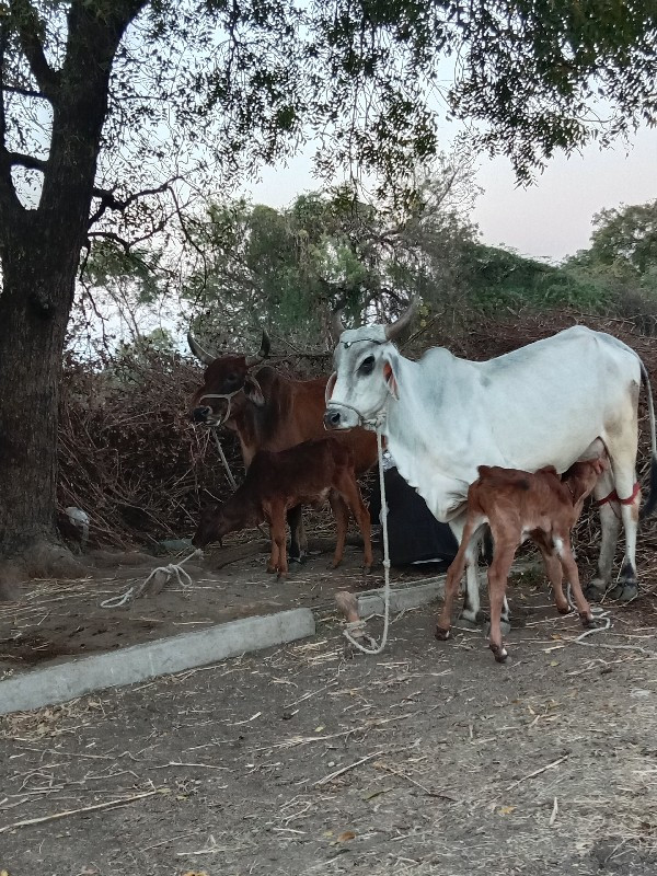 ગાય 🐄