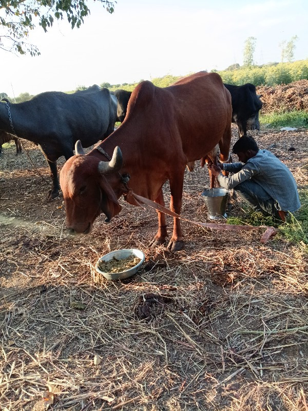 દેશી ગાય આપવાની...