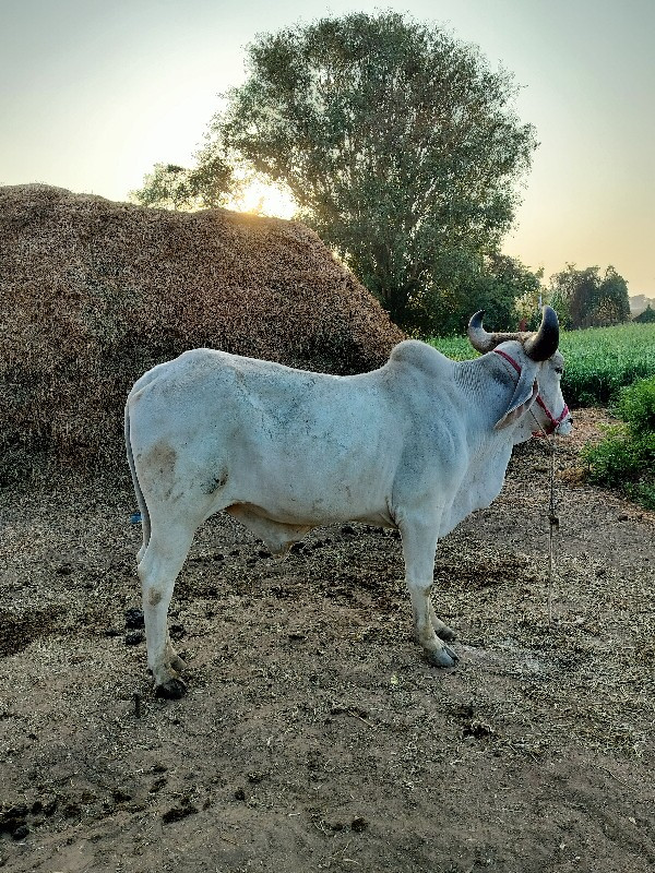 વેચવાનો છે