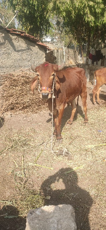 આગોઢલોવેશવાનોછે