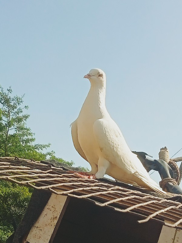 કેશોદ તાલુકો મહ...