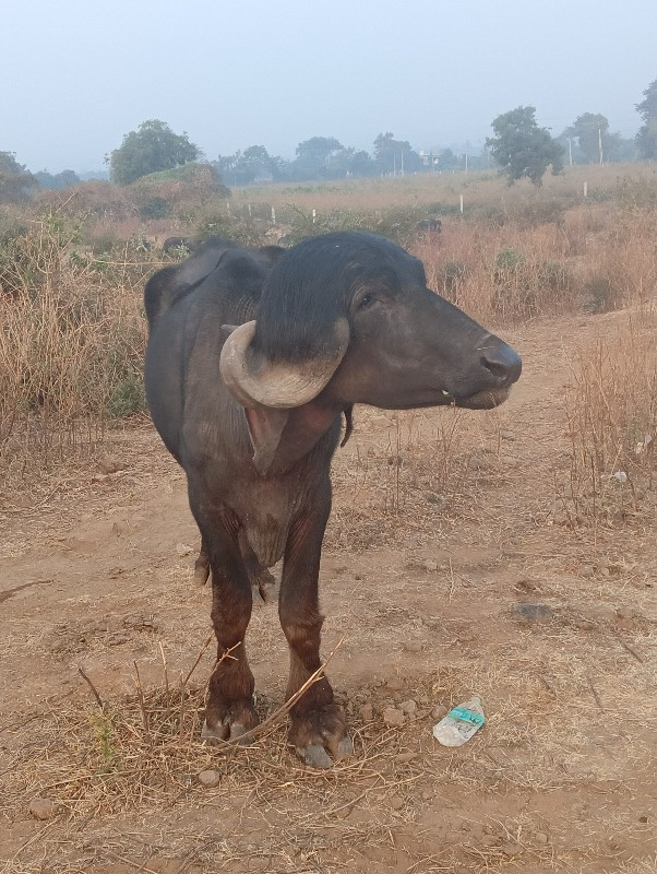 પાડો છે