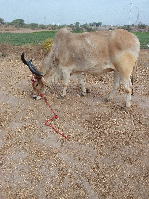 બધી જવાબદારી