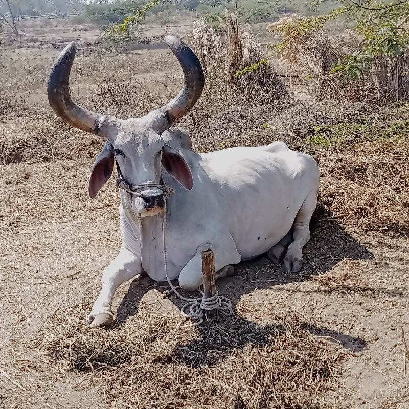 એક બળદ વેચવાનો...