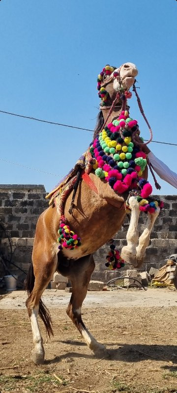 ઘોડી