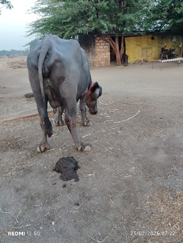 પેલા વેતરમાં બે...