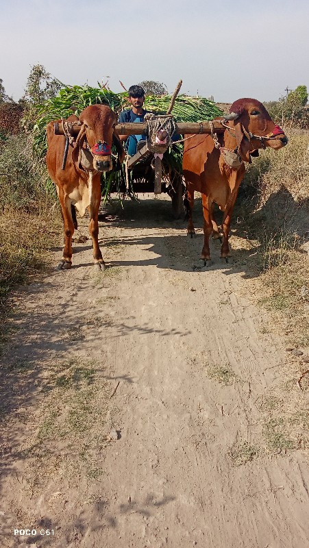 ગોઢલા. વેચવાના....