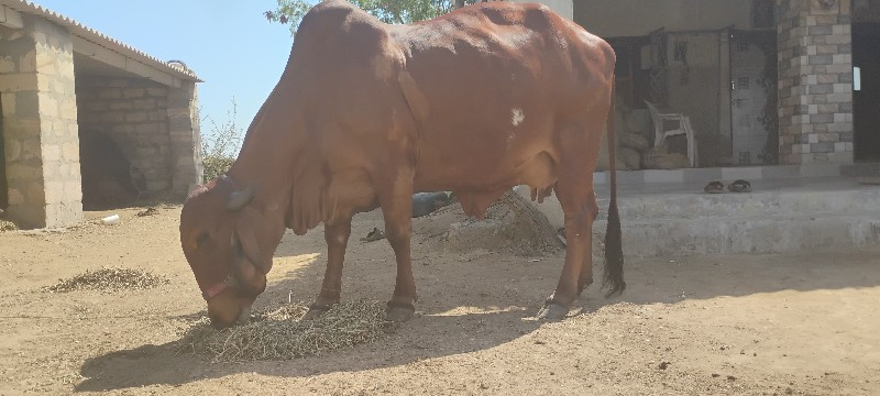 ગાય વેચવાની સે