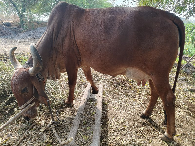 ગાય વેચવાની છે