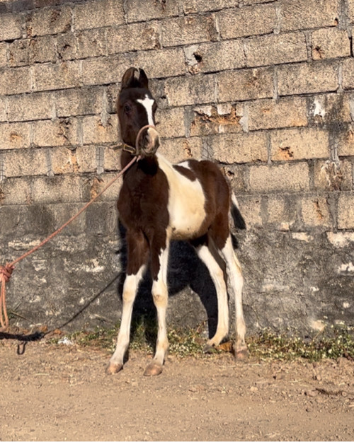 વસેરા