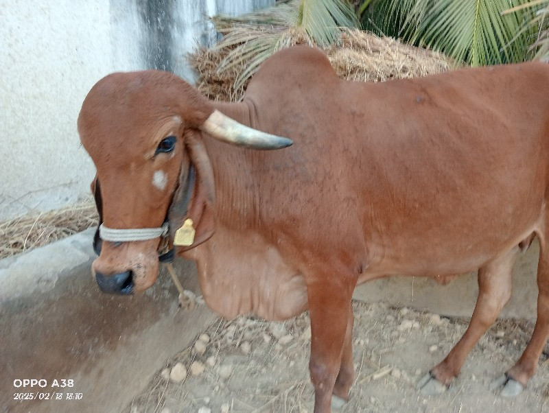 ગાય વેચવાની છે