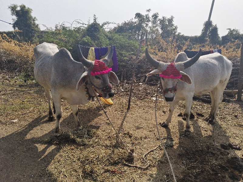 ગોધરા વેચવાના છ...