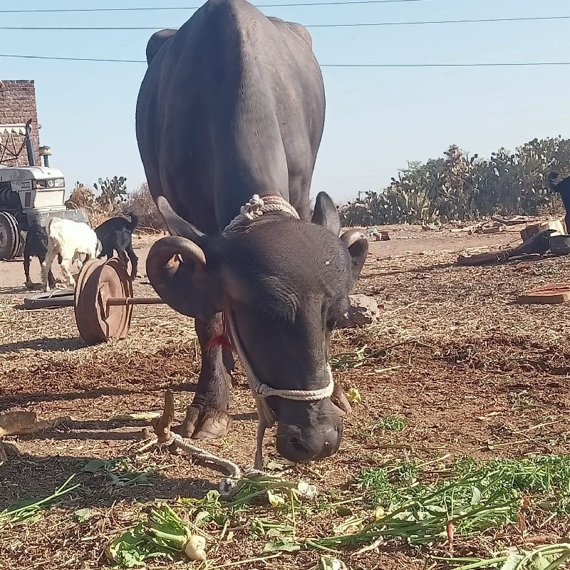 ભેચ વેચવાની છે...