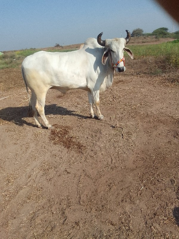 એક વાવણી કરેલ છ...