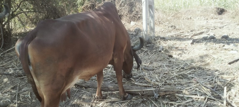 ગીર ગાય વેચવાની...