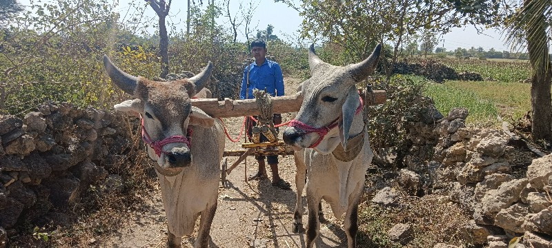 ચાલુ ગોધલા વેચવ...