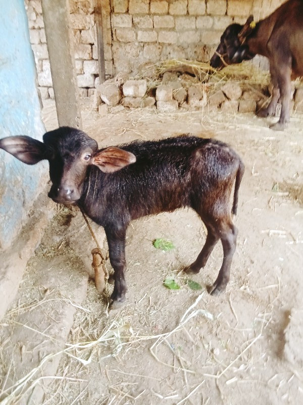 આ.ભેસ.વેસવાનીસે