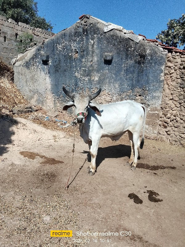 ગૉધલૉ વૅસવાનૉછૅ